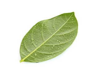 Jackfruit leaf with drops of water on a white background