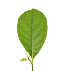 Jackfruit leaves isolated on white background