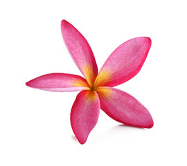 beautiful pink tropical flower and petals Plumeria flower isolat