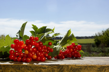 Clusters of viburnum