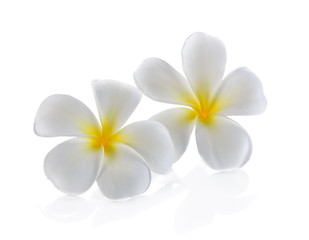 Fototapeta na wymiar beautiful white plumeria rubra flower isolated on White backgrou