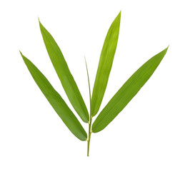Bamboo leaf isolate on white background