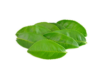 Obraz premium green tea leaf isolated on white background