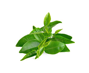 tea leaf isolated on white background