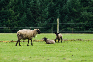 Sheep grazing in a green pasture