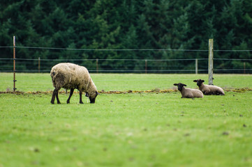 Sheep grazing in a green pasture