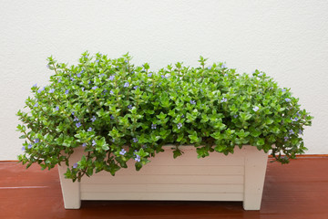 Purple flower with False heather tree on flower pot.