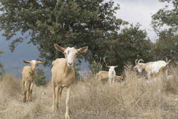 Obraz premium Flock of goats in Cilento, Campania (Italy).