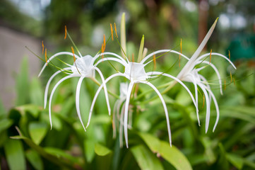 Spider lily flower
