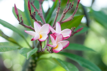 White, purple and yellow plumeria flower