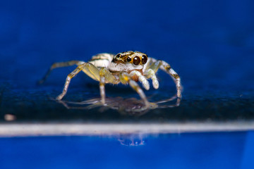 Multi-Coloured Phintella (Phintella versicolor)