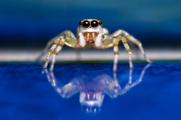 Multi-Coloured Phintella (Phintella versicolor)
