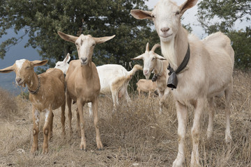 Obraz premium Flock of goats in Cilento, Campania (Italy).