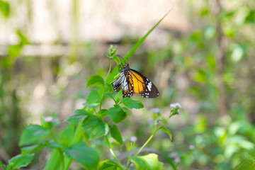 Butterfly perch on the plant (Common tiger butterfly)