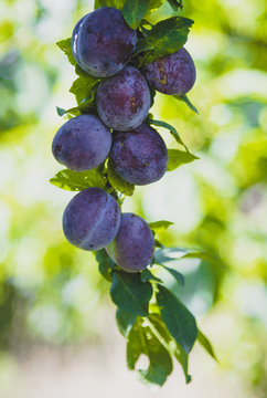 Branch of a plum