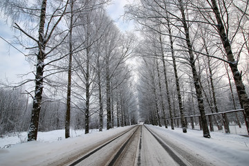 tree along the road in the winter