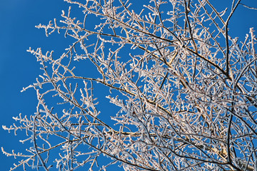 winter snow covered tree branches