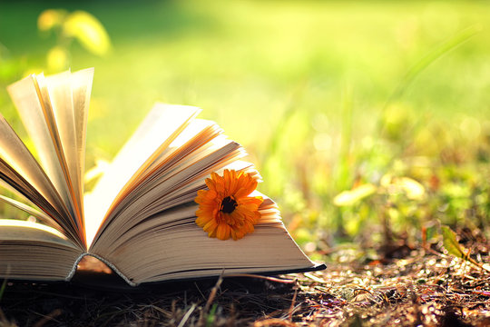 open book with flower on grass