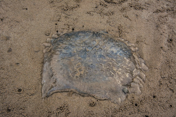 Jellyfish  on the sand at Chaolao beach Chanthaburi Thailand.