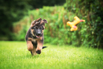 German shepherd puppy playing with a toy - obrazy, fototapety, plakaty