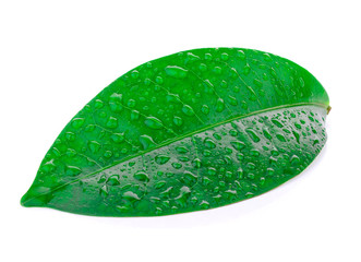 Closeup,Green leaf with water droplets isolated on white
