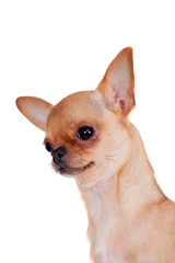 Chihuahua, 7 month old, on the white background