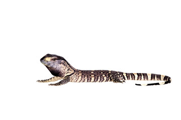 Newborn Black Throat Monitor Lizard on white