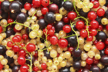 Currant