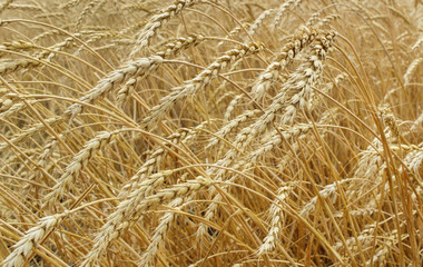 Ears of ripe wheat
