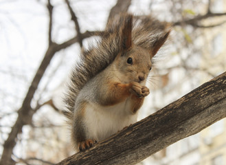 Squirrel