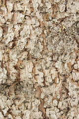 The structure of spruce bark