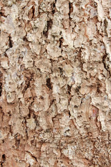 The structure of spruce bark
