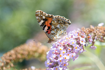 big beautiful butterfly