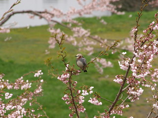 桜の木にコムクドリ