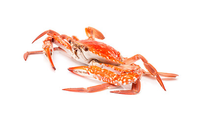steamed crab isolated on white background