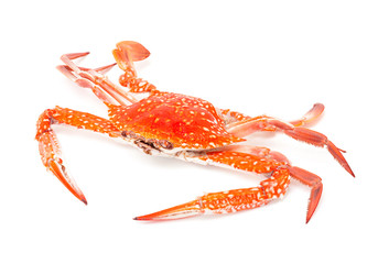 steamed crab isolated on white background