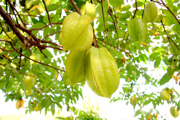 Star fruit hanging on a tree