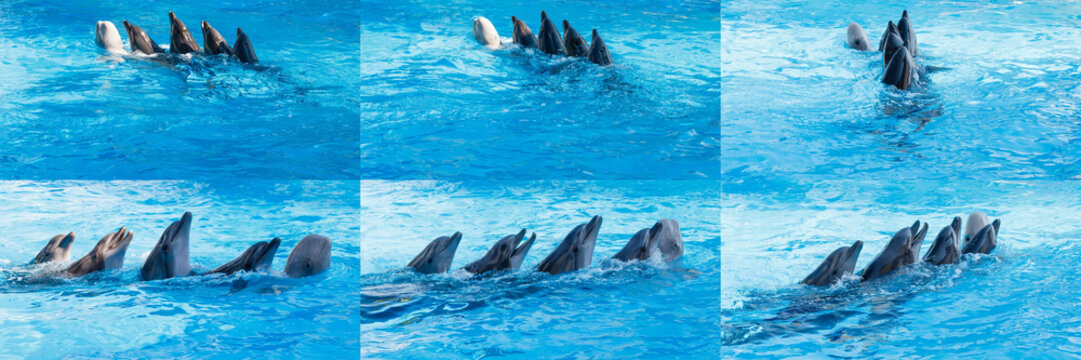 Dolphins and Beluga dancing Lambada © svrid79