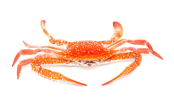 steamed crab isolated on white background