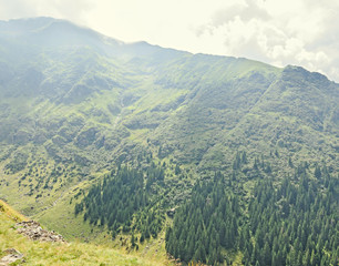 Carpathian mountains, Fagaras hills with green forest pines and rocks