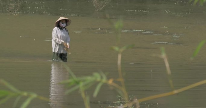 Young woman walking in water field and taking off the gloves after the work done. Hanoi, Vietnam