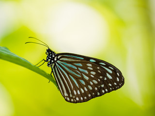 リュウキュウアサギマダラ