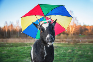 Funny dwarf goat with umbrella on its head