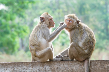 Monkeys checking for fleas and ticks in the park