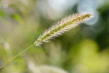 Setaria viridis Growing in the Meadow