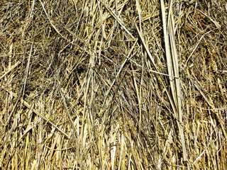 The background of dry straw