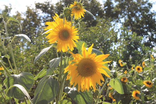 Sonnenblumen