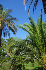 Fototapeta na wymiar beautiful palm trees