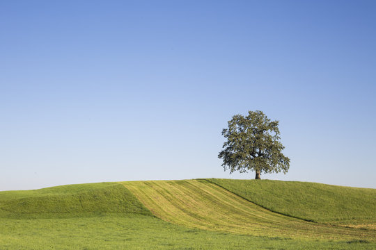 Alleinstehender Baum auf Feld mit blauem Himmel