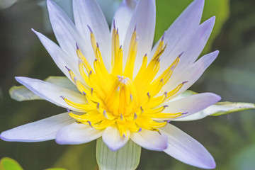 White water lily with lotus leaf on pond